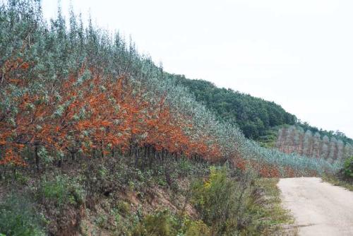 逐夢綠富美 龍江森工集團傾力推進植樹造林與林業(yè)產(chǎn)業(yè)發(fā)展